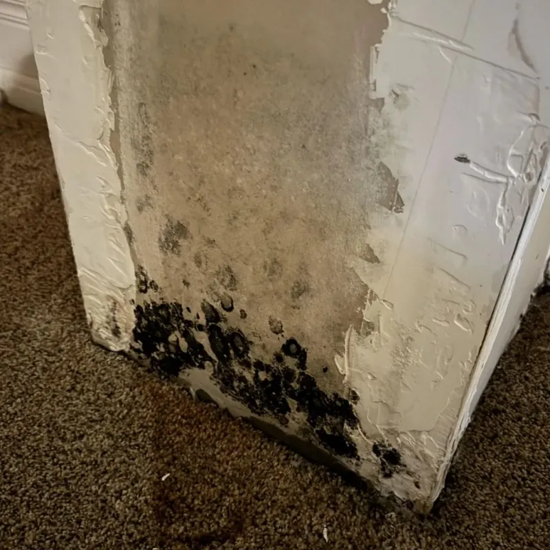 Professional Mold Removal in Shawnee Land, VA